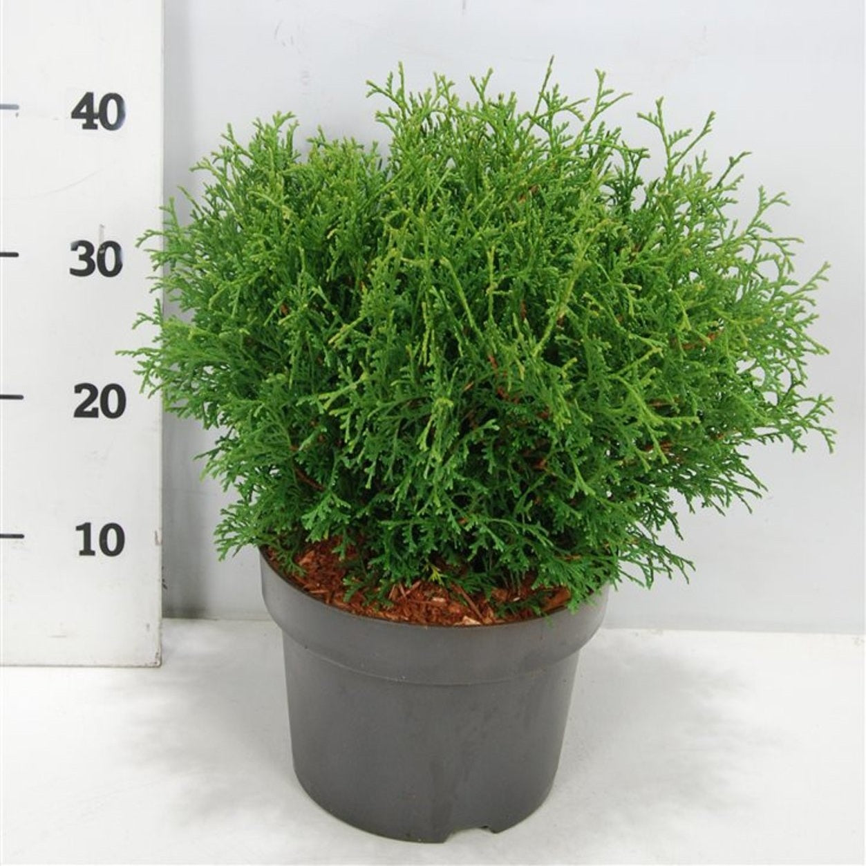 Thuja – Thuja occidentalis 'Tiny Tim' - C5 30-40 cm.
